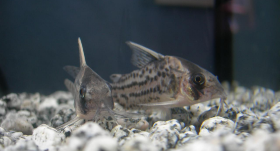 Corydora3